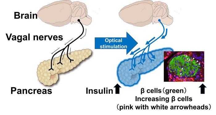 La Stimolazione Nervosa: Una Promessa per la Rigenerazione delle Cellule Insuliniche